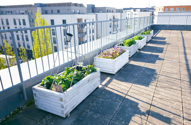 Eine moderne Dachterrasse mit weißen Pflanzkästen, die mit Blumen und Gemüse bepflanzt sind, bietet einen schönen Ausblick.